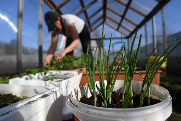 owl_detail_620_25c34caccf5d8d16ebfde62acbf89e20