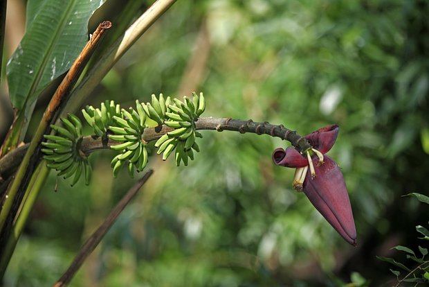 owl_detail_620_4250937086b6848e178156b3c58d12a9