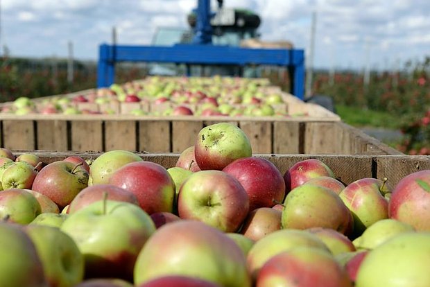 owl_detail_620_4ee9681812ebc6c184c9d1be58cf3407