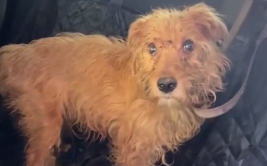 owl_detail_620_5aa43a7ced033e7ce3f1fd155e8cc0fb