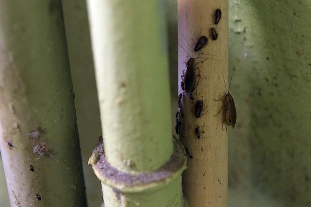 owl_detail_620_6ae2453fce39351b6e3b2f035199171e