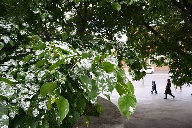 owl_detail_620_bee32c68ec4c601411483a947586d69a