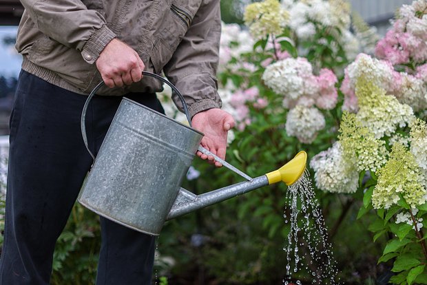 owl_detail_620_e8a2591e4987536900b57f686e909c40